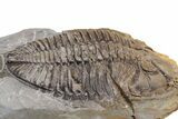 Rare Trilobite (Odontocephalus) - Perry County, Pennsylvania #43791-1